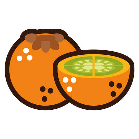 fresh kaki fruits doodleのイラスト素材