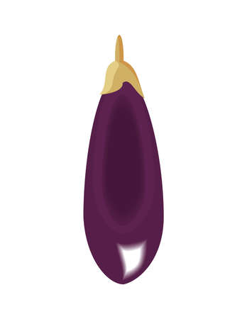 fresh eggplant vegetableのイラスト素材