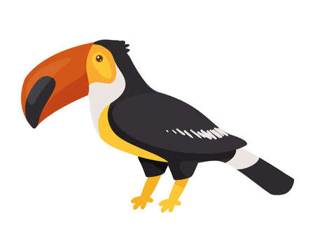 toucan bird animal spiceのイラスト素材