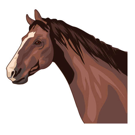 horse wild animalのイラスト素材