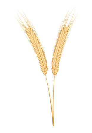 wheat spikes organic productのイラスト素材