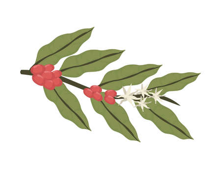 coffee plant with seedsのイラスト素材