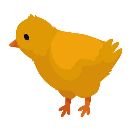 chick domestic farm animalのイラスト素材