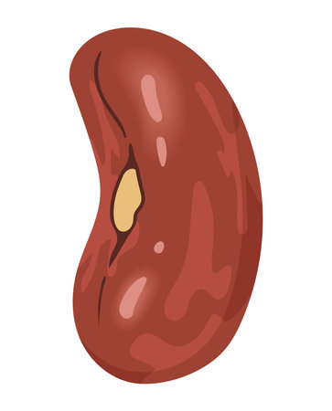 bean seed organicのイラスト素材