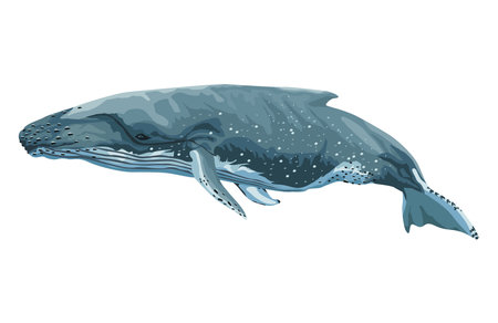 blue whale sealifeのイラスト素材