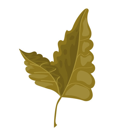 leaf plant foliageのイラスト素材