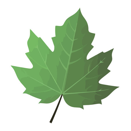 Organic leaves symbolize growth and freshnessのイラスト素材