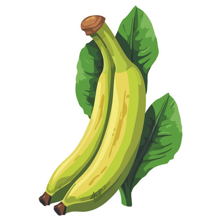 Fresh organic banana, ripe and sweetのイラスト素材