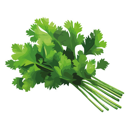 Healthy eating vegetable parsley herbsのイラスト素材