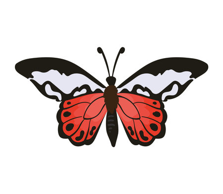 butterfly wildlife illustrationのイラスト素材