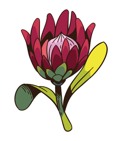 south africa king protea foliageのイラスト素材