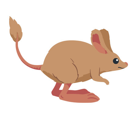 kangaroo rat desert animalのイラスト素材