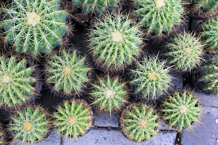 cactusの写真素材