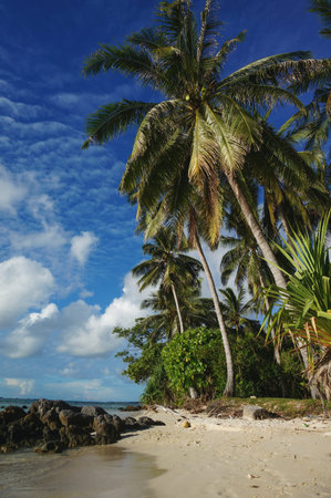 Coconut trees on the beach