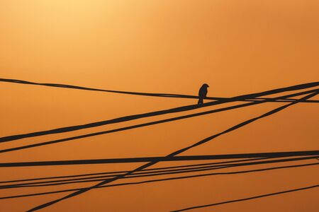 The sparrow perched on a power line in the afternoonの写真素材