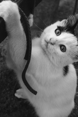 little playful kittenの写真素材