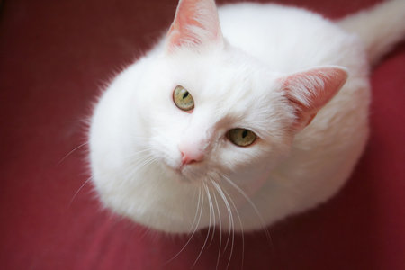 beautiful white cat