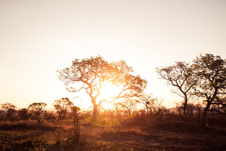 typical african landscape during sunsetの写真素材