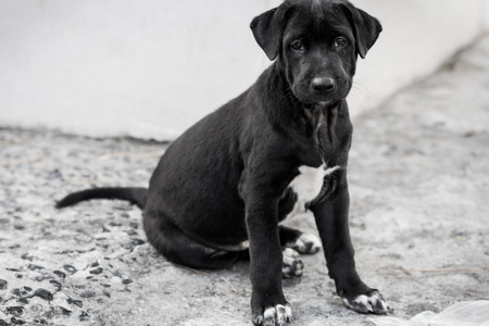 cute puppy looking at camera, black and whiteの写真素材