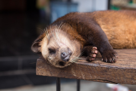 Close up of luwak sleepingの写真素材