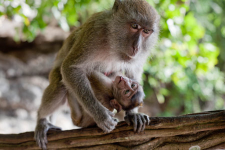 adult macaque monkey holding a baby