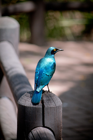 exotic bird, beautiful bright blue colorの写真素材