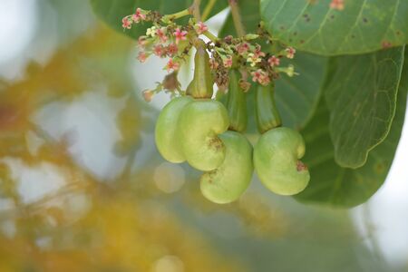 Cashew nut tree,Anacardium occidentale,の写真素材