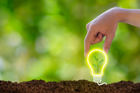 Hands holding light bulb with growing seedlings on soil, technology   energy sources for renewable, sustainable development, concept saving energy in nature, Ecology concept, forest conservation concept, world conservation concept, environmental conservation concepts.の写真素材