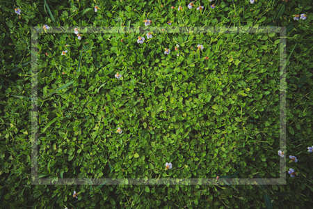 Natural background of green leaves with white frame and wallpaper, Text can be written, Spathiphyllum cannifolium concept.の写真素材