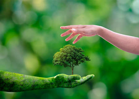 Environment earth day, Hands from nature holding young plant with sunlight and human hands protecting nature on green nature background, Forest conservation concept, Ecology and Nature concept.の写真素材