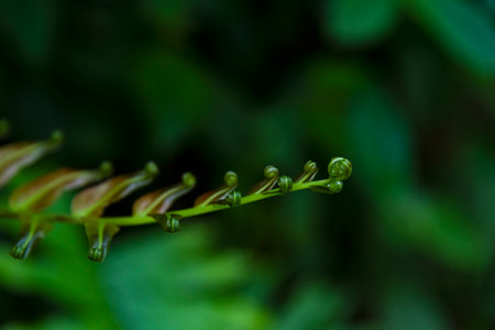 Beautiful ferns leave green foliage in the forest nature, natural ferns blurred background, fern plants in forest background of the ferns nature concept.の写真素材