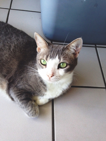 green eyes cat from Hawaii の素材