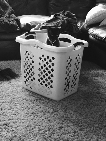 Laundry helper background.の写真素材