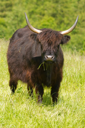 Highland cattle (Bov Taurus) grazing in natual environment for farming, agriculture, animal...