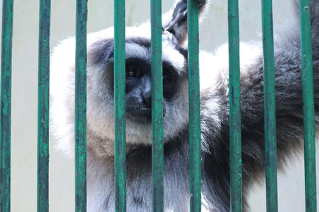 Gibbon in a cage at the zoo, closeup of photoの写真素材
