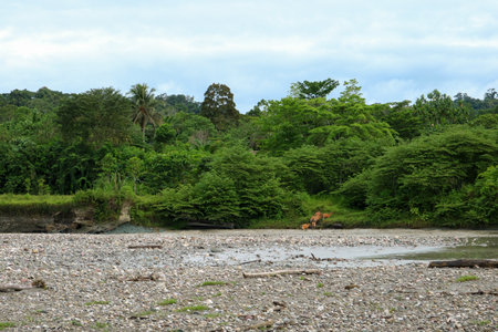 The banks of the river are covered with greenery and trees.の写真素材