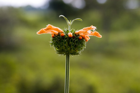 flowerの写真素材