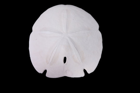 Sand dollar isolated over black
