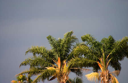 Florida royal palm crowns set against stormy skyの写真素材