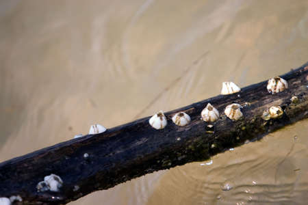 Barnacles growing on dead tree branch in tidal waterの写真素材