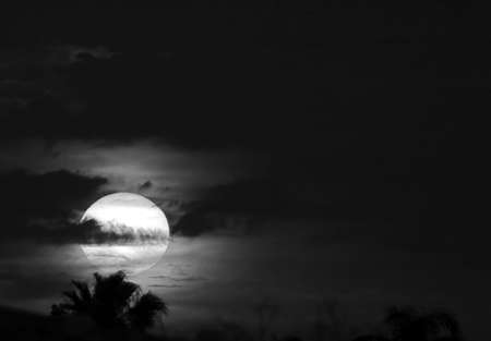 Black and White sunset with Palm tree tops.の写真素材