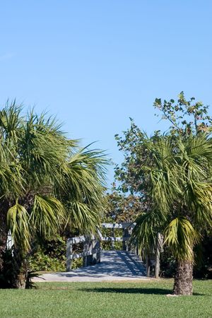 Palm tree lined walkway in Florida Park leading to beach access on Atlantic Oceanの写真素材