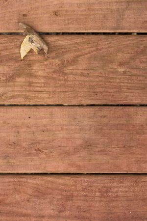 Fallen autumn leaf on background of redwood deck boardsの写真素材