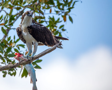osprey with fish in treeの写真素材
