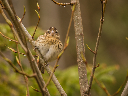 female rose breasted grosbeakの写真素材