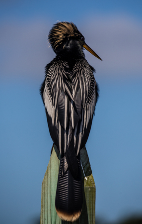 Anhinga back breeding feathersの写真素材