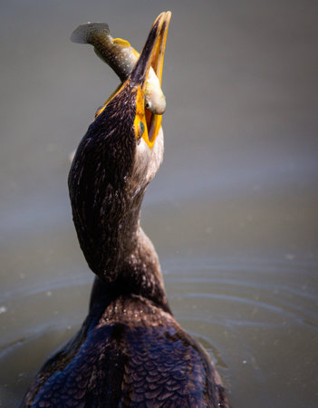 cormorant eating fishの写真素材