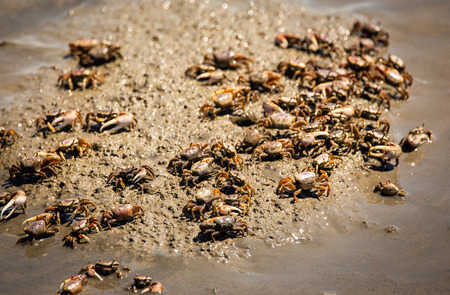 crabs on sandの写真素材