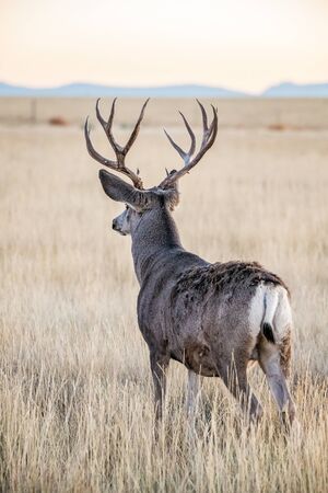 White tailed deer male buckの写真素材