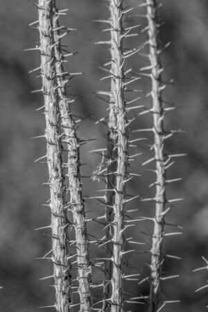 desert cacti closeupの写真素材